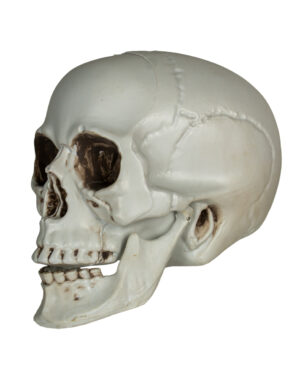 Totenkopf mit beweglichem Unterkiefer