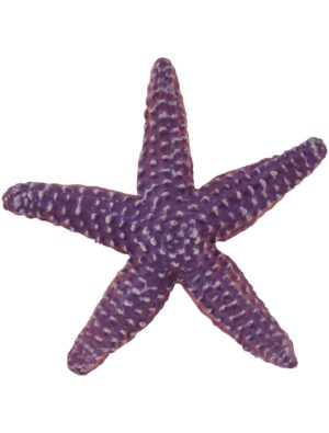 Seestern 9