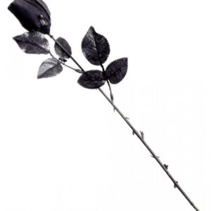 schwarze kurzstielige Rose für Halloween