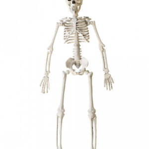 Halloween Knochenskelett 40 cm als Gruseldeko