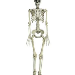 Bewegliches Knochenskelett 90cm  Halloween Deko