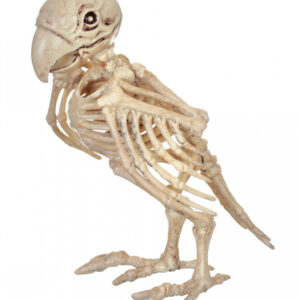 Papagei Skelett 19cm  Knochen Deko