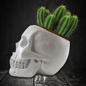 Totenschädel Pflanzset mit Kaktus Samen kaufen