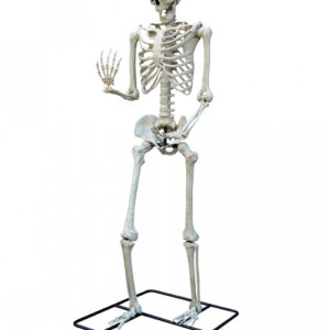 Gigantisches Halloween Skelett 3 Meter für Halloween