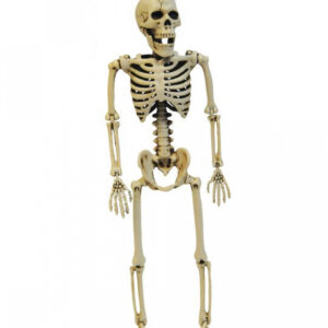 Skelett Figur positionierbar 35cm ➔ Gruseldeko ?