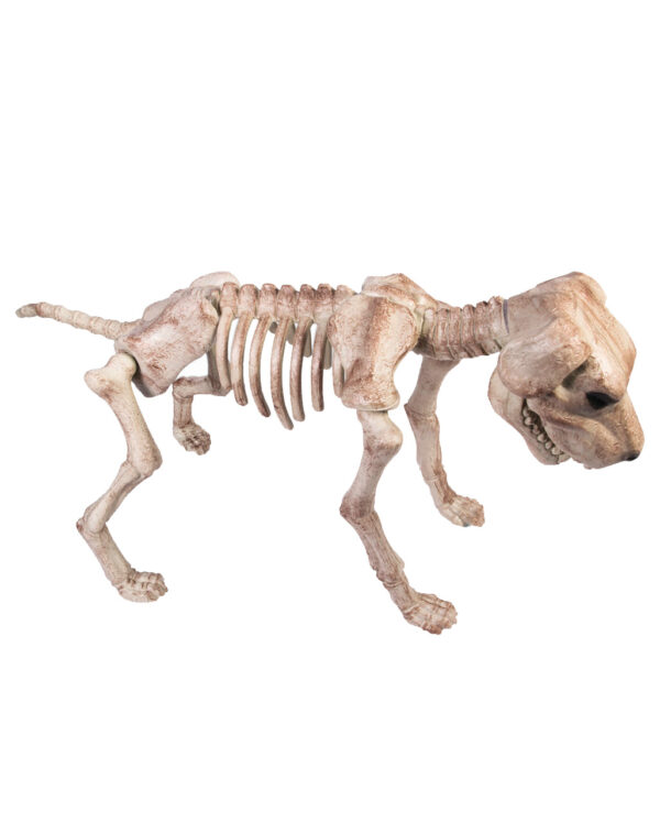 skelett hund gross halloween deko skelet hund skeleton bone dog decoration 39771